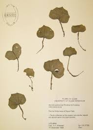 Image result for Nervilia renschiana