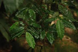 Image result for Trilepisium madagascariense