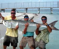 The oldest tarpon in captivity lived in an aquarium in chicago and died at 63 years of age. Tarpon Fishing Boca Grande Boca Grande Tarpon Fishing Charters Boca Grande Tarpon Fishing Guide