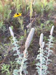 Image result for Landolphia villosa