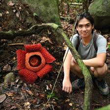Rafflesia was named after lady raffles, who was present during the explorations, while arnoldii is named for british botanist who was have thought to have discovered. Plantfiles Pictures Rafflesia Species Corpse Lily Corpse Flower Rafflesia Keithii By Kell