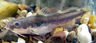 Image result for Platostoma strictum