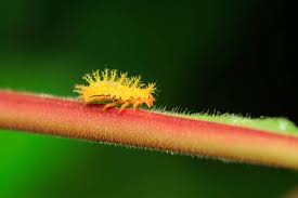 Anyone know what type of eggs are on my tomato leaf? How To Attract Ladybugs To Your Garden And Why You Want To Garden Betty