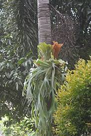 Tanaman hias daun yang satu ini tergolong tanaman epifit yaitu tanaman yang tumbuh dengan cara menumpang pada tumbuhan lain sebagai tempat hidupnya. Tanduk Rusa Tanaman Wikipedia Bahasa Indonesia Ensiklopedia Bebas