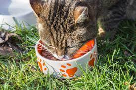 Is Your Cat Obsessed With Food Madison Animal Care Hospital