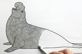 Printable animals coloring pages elephant. Elephant Seal Free Printable Templates Coloring Pages Firstpalette Com