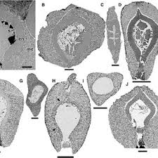 Image result for Hypolytrum heteromorphum