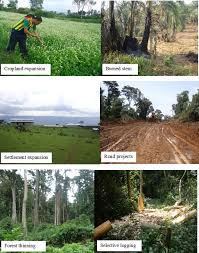 Image result for Achyrospermum schimperi