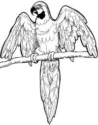 Beautiful parakeet and flower coloring page to color, print and download for free along with bunch of favorite parakeet coloring page check out these highly detailed and realistic pencil drawings. Printable Macaw Coloring Page