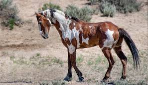 Note the white foam on the rear and chest of the. Meet Picasso America S Most Famous Wild Horse That Will Stun You With His Beautiful Coat