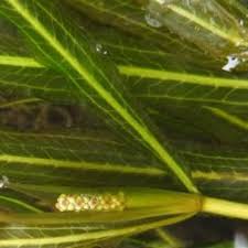 Image result for Potamogeton schweinfurthii