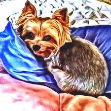 Cartoon Yorkie Yorkie Painting Yorkie Terrier Yorkie