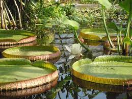 Ich zeige euch ein paar einblicke des botanischen garten in basel beim spalentor. Klein Aber Fein Botanischer Garten Der Universitat Basel Reisebewertungen Tripadvisor