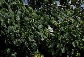 Image result for Ipomoea shupangensis