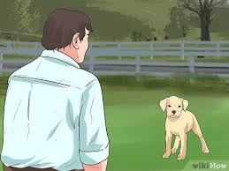 Free price estimates for dog trainers. How To Train Your Dog To Not Run Away With Pictures Wikihow