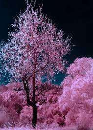 Ahead of cherry's apple tv+ debut in march 2021 (and its limited theatrical run in february), the film has. Midnight Cherry Blossoms Poster Print By Bear Amber Art Displate In 2021 Cherry Blossom Tree Blossom Trees Cherry Blossom