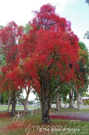 Image result for Buchnera attenuata