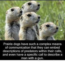 Prairie Dog Memes