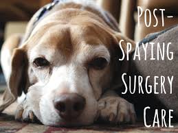 The cat does not need to return to sam greer spay and neuter clinic for suture removal, because absorbable/dissolvable sutures were. How To Care For Dogs After Spaying Surgery Pethelpful By Fellow Animal Lovers And Experts