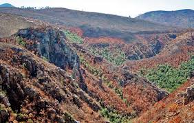 Image result for Prismatocarpus cordifolius