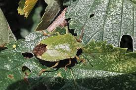 Uk and europe (switch to us and canadian bug guides) although the big bug hunt is primarily about identifying and reporting bugs, we've included common garden diseases in these guides to help identify what might be causing plant damage. Id Guide Shieldbugs Allies British Naturalists Association