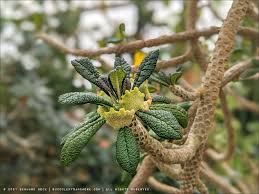 Image result for Dorstenia buchananii