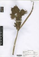 Image result for Cyperus latifolius