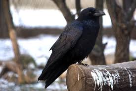 Pisicile nu au chiar 9 vieți, dar factori ca o dieta adecvata si un mediu potrivit pot avea un impact major in viata unei pisici. PÄsÄri Din Moldova Deosebirea Dintre CioarÄ Si Corb