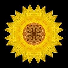 Flower Mandalas Project Archive Phototransformations Mandala Fractal Art Flower Mandala