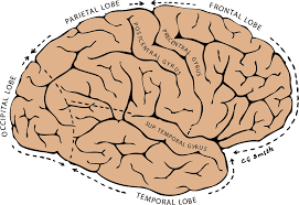 Image result for Cerebral Subcortex