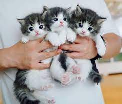 Kitten For Sale Near Me Home Facebook