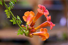 I know that seedpods can be used to start a new trumpet creeper vine, but what if you took the new starting new plants, such as the trumpet vine, from seeds is cheaper than buying a plant from the nursery. Growing Trumpet Vines Information On The Care Of Trumpet Vines