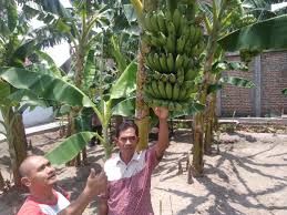 See more of rojo pisang official on facebook. Pohon Pisang Rojo Temen Gambar Pohon