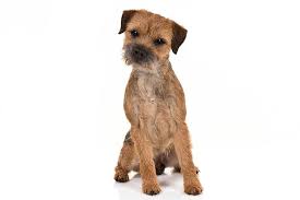 Border Terrier Dog Breed Information