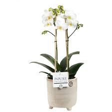 Vediamo le piante con fiori bianchi più belle e facili da coltivare, sia in vaso sul balcone che nel giardino per un angolo verde fiorito ed elegante. Orchidea Orchidea Farfalla In Un Vaso Grigio Beige Come Set Altezza 45 Cm 2 Germogli Fiori Bianchi Tipo Fiori Bianchi Caratteristica In Un Vaso Grigio Beige