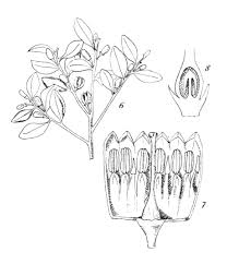 Image result for Olax pentandra