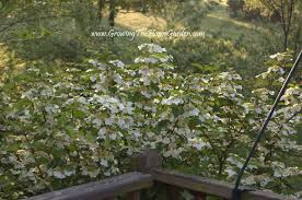 Japanese snowball 'shasta', doublefile viburnum 'shasta', double file viburnum 'shasta' fruit can cause a mild stomach upset. Doublefile Viburnum Shasta Spring 2012 Growing The Home Garden