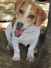 Jack A Bee Dog Breed Information And Pictures