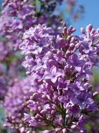 Lilac Lilac Tree Purple Flowers Lilac