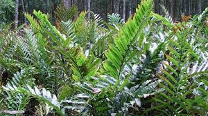 Image result for Acrostichum aureum