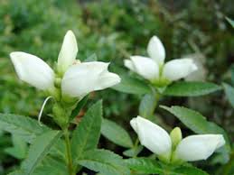 Image result for Blotiella glabra