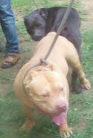 Buy and sell dogs to buy on animals sale page 1. American Pitbull Xl Puppies In Sri Lanka Siyaluma Lk