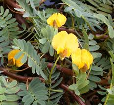 Image result for Aeschynomene fluitans