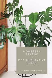 Monstera Und Ihre Pflege Der Ultimative Guide Greenheartedgirl Pflanzen Fur Zu Hause Pflanzen Dekor Monstera