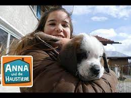 pin von elena schr auf anna und die wilden tiere bernhardiner haustiere tiere hund