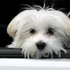welcher hund passt zu mir hunderassen kleine hunde welcher hund familienfreundliche hunde