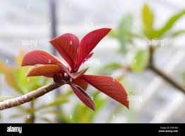 Image result for Euphorbia grantii