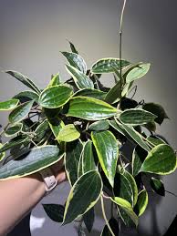 Image result for Carvalhoa macrophylla