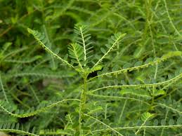 Image result for Phyllanthus