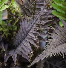 Image result for Athyrium